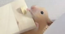 寝床のフタが開くと知ったハムスター→わずか4日後……「？？？？？」　“とんでもない進化”にネット衝撃「そんな事できるの!?」
