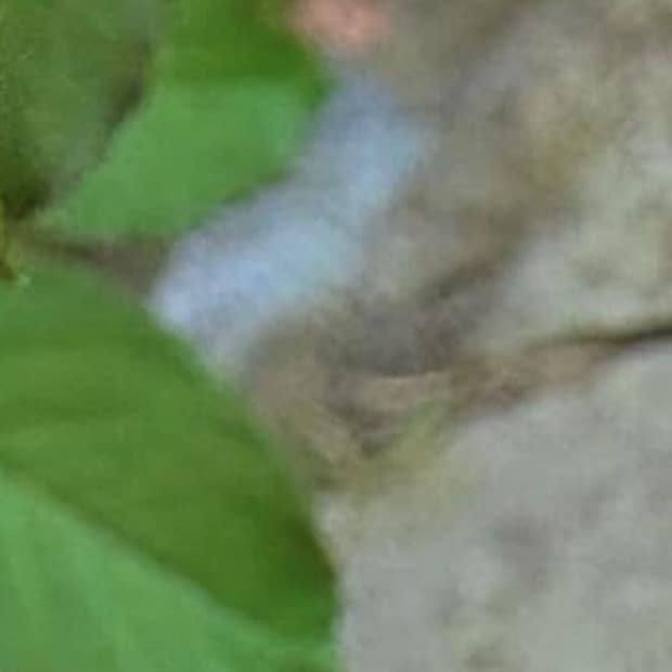 夫が買ってくれた1輪のバラ→妻の手で2年後……　奇跡のような光景に「わぁ羨ましい」「ダイヤモンドより輝いてる」