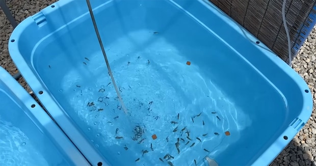 小さな金魚の兄弟→生き別れて2カ月後に再会　まさかの姿に「これだけの差が」「感慨深い」