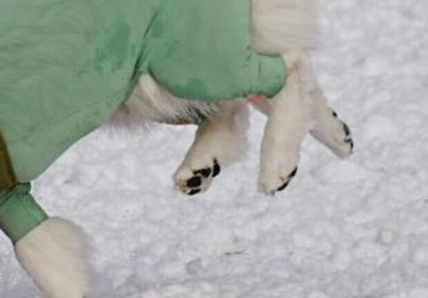 ドッグランで遊ぶ愛犬たちをふと見たら…… ウソみたいな光景に爆笑「ギャグマンガみたい」「決定的瞬間」