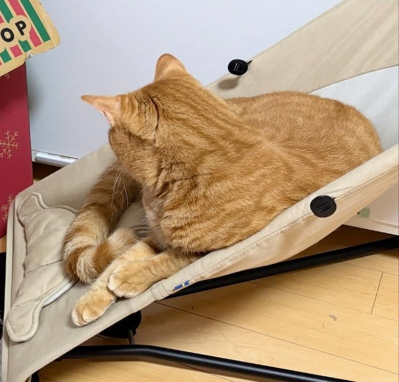 ベビー用椅子でくつろぐ猫、その視線の先には……　「声出して笑った」まさかの光景に「ちょ」「間違ってるけど正解です」