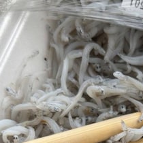 【画像】まさか生き物