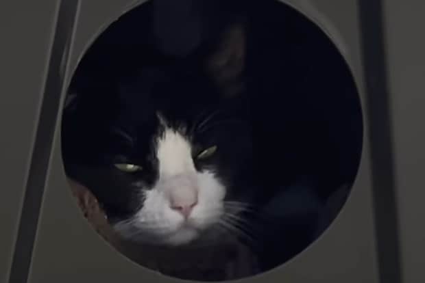 「外猫ハウスを作ってはみたけれど」　野良猫のために頑張った女性が“ちょっと後悔”した涙の光景に「感動」「優しさ伝わっていると思います」