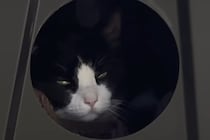 「外猫ハウスを作ってはみたけれど」　野良猫のために頑張った女性が“ちょっと後悔”した涙の光景に「感動」「優しさ伝わっていると思います」