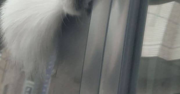 車に乗ったワンコが外で笑われた理由→見れば納得の表情に「これは笑顔になる」「The無防備」