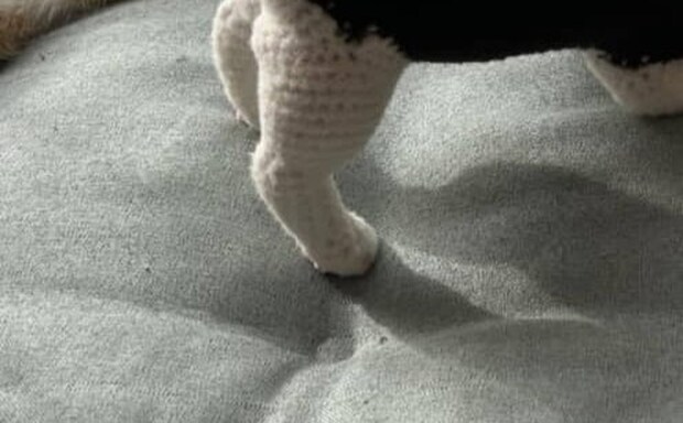 猫好きが本気で編んだ“猫”が「リアルのコかと思いました！」と大反響　「すごーー！」