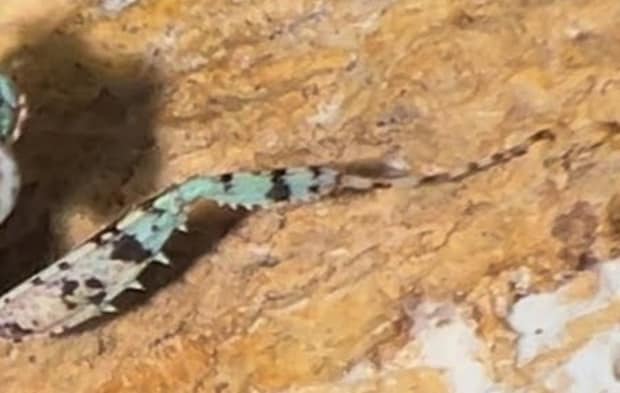 「頭はカマキリ、体はゴキブリ」　ジメジメした場所を好むナゾ生物の“奇妙な姿”に驚きの声