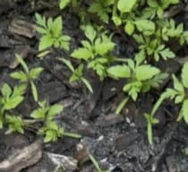 夫に「植えといて」とお願いしたネギ→庭を確認してみると……　想定外の状況に反響「笑わせないで」「悩んでいそう」