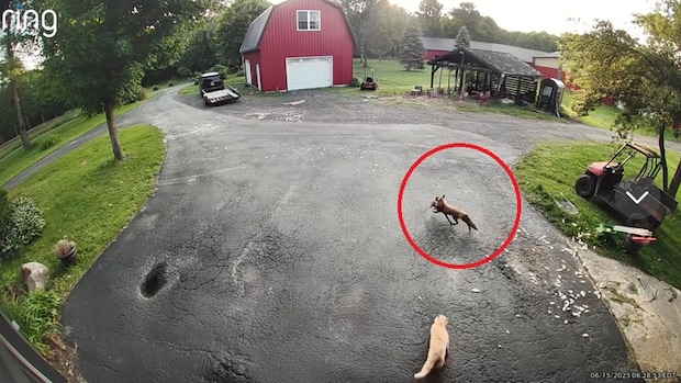 「なんて頼もしい」「本当に勇敢」　キツネが家畜のニワトリを襲撃！→救いに現れた“まさか”の存在が720万回再生【海外】