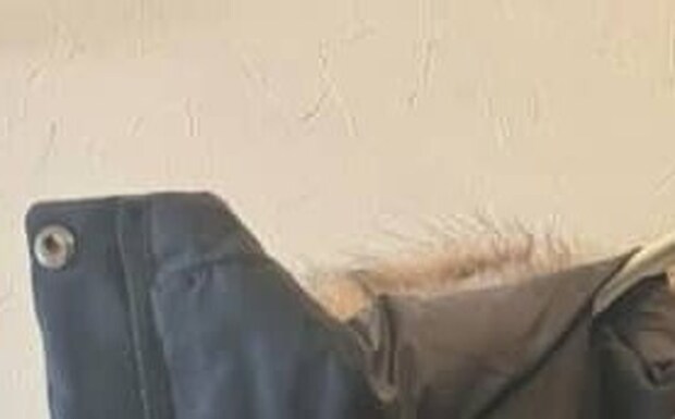 レビューに「めちゃくちゃあったかいけど内側マツケンサンバ」と書かれたダウンを注文→届いたのは…… 「的確すぎる」「笑い止まらん」