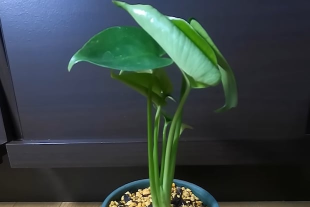 ダイソーで買ったモンステラ→1年後のとんでもない姿に「なんじゃこりゃああああ」「でっっか」　大きく育てるテクニックも披露