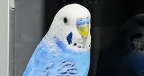 「そこは行ってはならぬ！」インコがのぞき込んでいた“禁断の扉”に騒然　「1番近づいちゃいけない」「無茶しやがって」