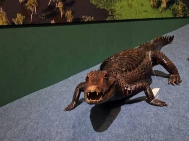 上野の博物館の“ワニ展”を訪問→展示の下の説明書きを見ると……　「え？」まさかの記載が100万表示「すごすぎる」「3度見、4度見しますわ」