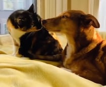 「ほっこりした」「長生きしてほしい」　なぜか犬の“耳”から目を離さない猫、実は……　2匹の“特別な絆”に感動の声が続々【海外】