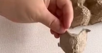 捨てるはずの卵のパッケージ、ハサミで切ってバケツと組み合わせると……　「わぉ」まさかの完成品に「すばらしいアイデア」「これ大好き」【海外】