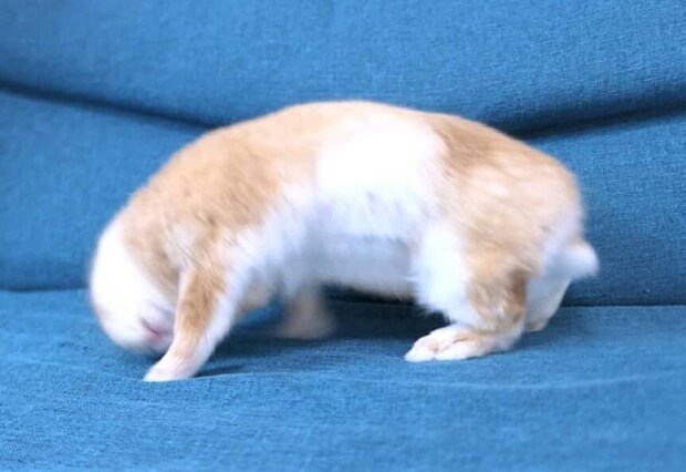 踊り狂うウサギ→疲労を感じた瞬間…… まさかの“1秒後”に衝撃「完全にやられた」「最高です」