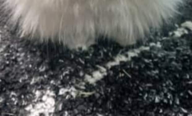 こたつにテンション上がりすぎのウサギ→周囲を爆走した結果……　ありえない姿が90万表示「おじいちゃん？」「妖精さん……」