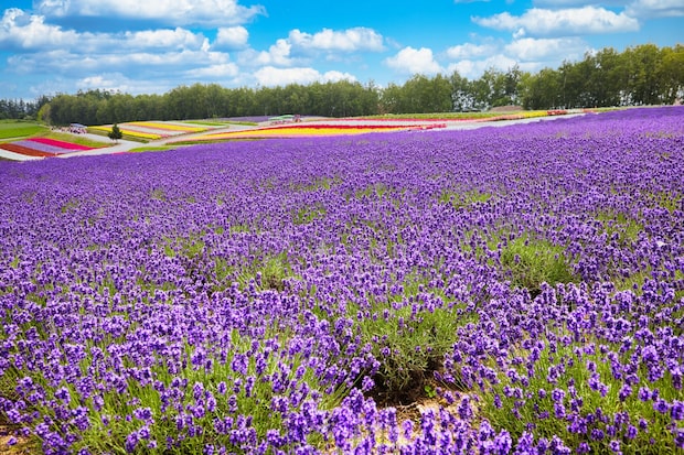 【男性が選ぶ】空気がおいしいと思う「都道府県」ランキング！　第2位は「長野県」、1位は？