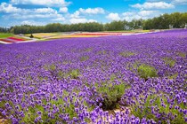 【画像：ランキング27位～1位を見る】