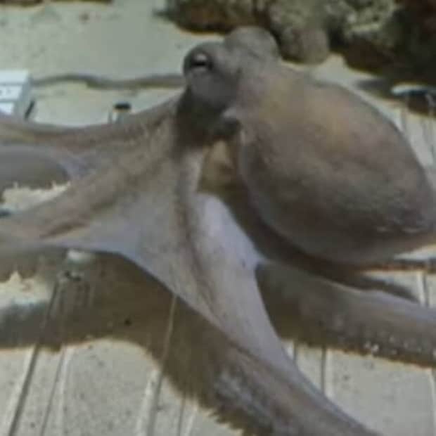 「こんな日が来るとは……」「脱帽」　ヒトと“タコ”のコラボ動画、披露した“驚き”のパフォーマンスが3400万回再生【海外】