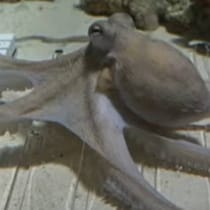 「こんな日が来るとは……」「脱帽」　ヒトと“タコ”のコラボ動画、披露した“驚き”のパフォーマンスが3400万回再生【海外】