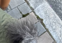 散歩中、ヤマトのお兄さんに「ポンデリングちゃん？」と言われた犬→納得の姿に「うまい！」「そっくりですね」