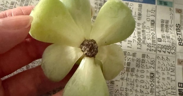 ダイソーで買った植物にカビを発見→諦めずに育てたら、4カ月後……　目を疑う姿に「そんなことできるんだ!?」「植物興味ないけどこれは感動」