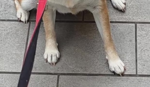 散歩中、「やばぁw」「かわいい」と笑われる柴犬 まさかの表情に「かわいいしかない」「あらあら」と720万再生