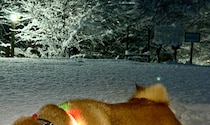 久しぶりの雪にテンション爆上がりの柴犬をふと見ると……　まさかの姿が80万表示「今日1番の爆ウケ」「犬最高」