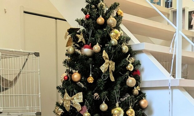 自宅に飾ったクリスマスツリーをふと見ると……　驚きの光景に「ぎゃぁぁぁぁ〜」「どこにもない非売品や」「どこで売ってるんだろう…」