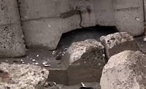 空腹のあまり海辺で砂を食べていた“長毛猫”　現在の姿に感涙の声「この子は強運」「幸せになって」