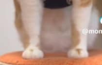 冬の散歩前、「寒いかな？」と愛猫を着替えさせたら……　とんでもない姿が180万再生「実写版アイルーみたい」「手作りですか！？」