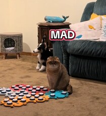 「私なら号泣」「ちゃんと説明すべき」　旅行から帰宅の飼い主が思わず涙……　飼い猫の“意外な出迎え”が900万回再生【海外】