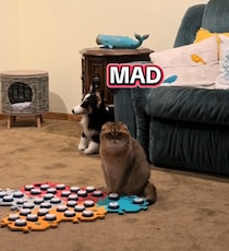 【画像】飼い主が涙の“意外な出迎え”