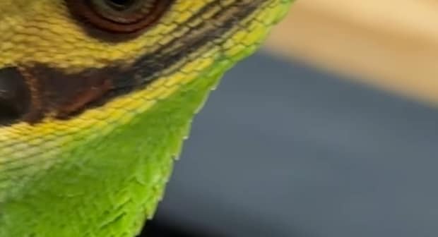 「『蝋人形にしてやろうか！』って言いそう」トカゲの“強烈な顔面”に驚きの声続々　「ジョーカーみたい」