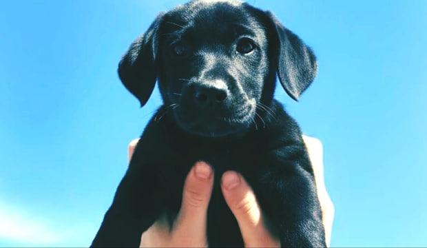 ペットショップで売れ残り、6万円で売られていた子犬→育ててみたら……　7年後の姿に「やばい、泣いちゃう」の声