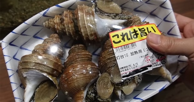 スーパーで見かけた“聞いたことない貝”→水槽に入れて半年後……　まさかの結果に「ええーーっっ!?」「腹筋崩壊した」