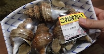 スーパーで見かけた“聞いたことない貝”→水槽に入れて半年後……　まさかの結果に「ええーーっっ!?」「腹筋崩壊した」