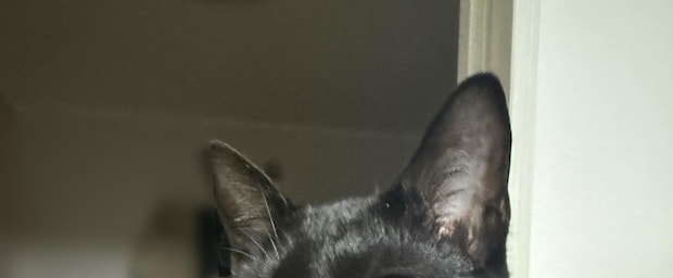 いつもクールな黒猫→落雪の音を聞いた瞬間……　“新しい一面”に爆笑「えーーーー!!」「出過ぎ〜笑」