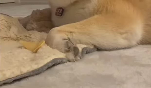 漫画級のとんでもない表情の柴犬が数秒後……「なんちゅうかおしてんねんw」 一瞬のビフォーアフターに「完璧」「声出して笑ったwww」