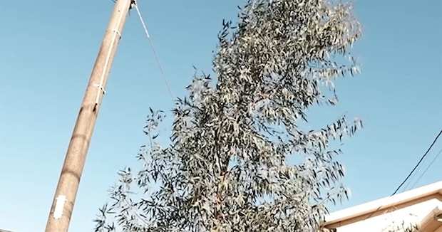 ヤバい勢いで高くなりすぎた木→プロの解決策に「勉強になりました」「試してみよう」