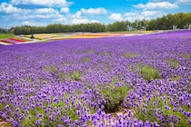 【男性が選ぶ】空気がおいしいと思う「都道府県」ランキングTOP28！　第1位は「北海道」【2025年最新調査結果】