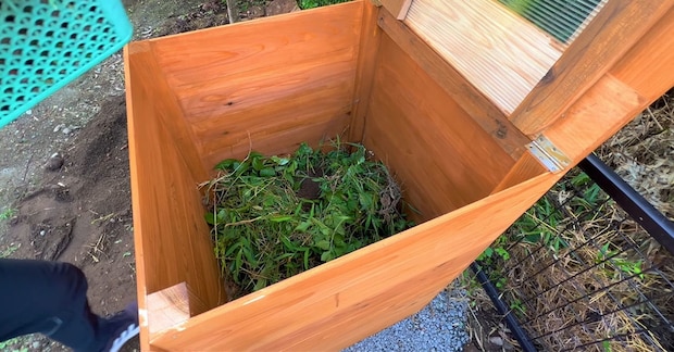 手作り木箱に“ただの雑草”を入れて放置→8カ月後……　興味深い変化が「面白い」と大反響　【2025年に読まれた植物・家庭菜園記事トップ5】