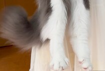 職場の人に「猫だよね？」と疑われた愛猫→まさかの姿に「すごいな」「スケール違った」「想像してた3倍くらい」