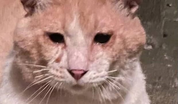 ←ボロボロ野良時代　家猫完成→　胸が熱くなる“大変身”に反響「同じ猫ちゃん！？」「言葉になりません」