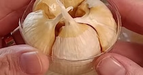 ペットボトルをカット→スーパーのニンニクをはめて1週間後……　目からウロコの結果に「知らなかった」「これ面白い」
