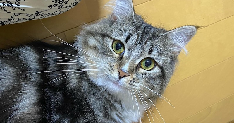 愛猫の「擬人化」をGeminiに頼んだら……「やばい」「爆笑」　“予想外の結果”に「雑コラすぎる」「これはこれで」