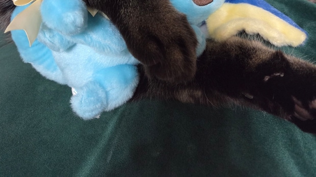 ぐっすり眠る愛猫をふと見たら……　ポケモンぬいとのまさかの姿に「うははーー！」「最強やん」と120万表示
