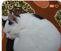 「吹きましたww」　猫の画像フォルダー → AIが勝手につけた“予想外のタイトル”がセンス爆発　「まさかのチョイス」「リングネーム？」