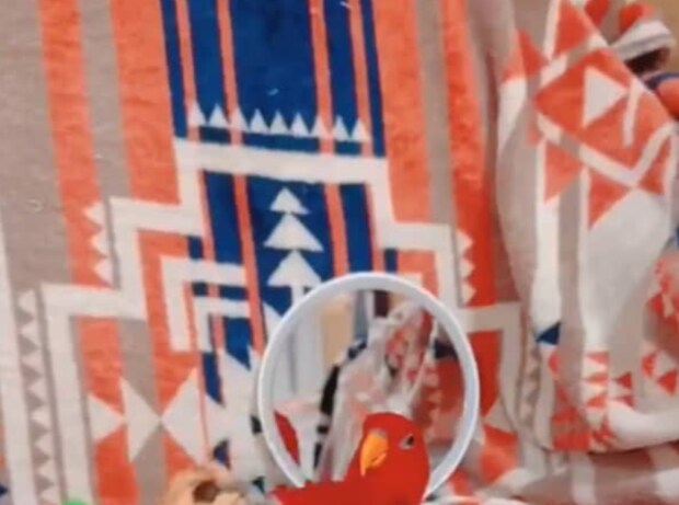 “鳥らしさを失ってしまった鳥”に吹き出し注意 「ちょっwww」「人が入ってる!?」「トリってこんなんだったっけ?」